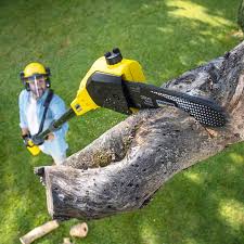 How Our Tree Care Process Works  in Rancho San Diego, CA